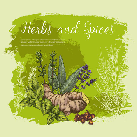 Vector sketch poster of spices and herbsのイラスト素材