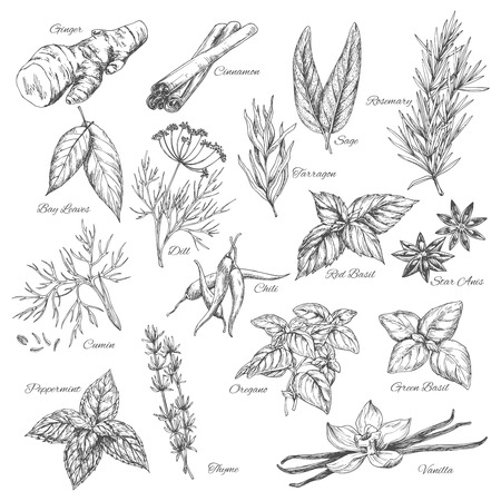 Vector sketch spices and herb plants flavoringsのイラスト素材