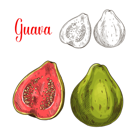 Guava fruit isolated sketch for food designのイラスト素材