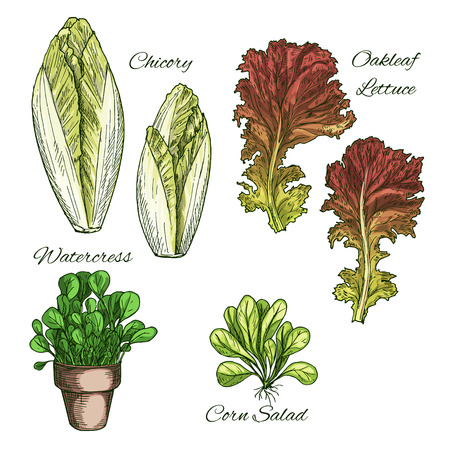 Salads and leafy vegetables vector icons setのイラスト素材
