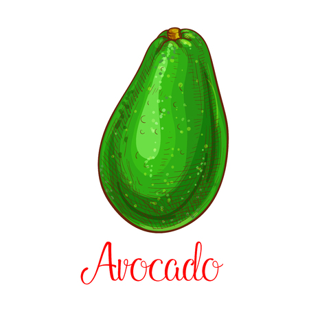 Avocado vector sketch icon of tropical fruitのイラスト素材