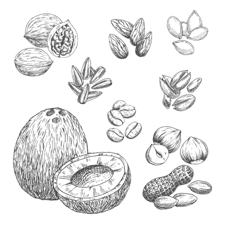 Nuts, grain and seeds vector sketch iconsのイラスト素材