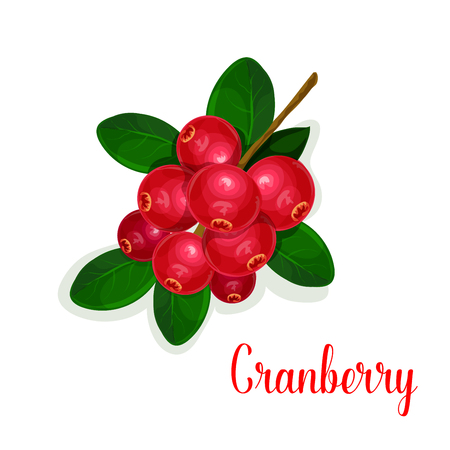 Cranberry fruit bunch with green leaf cartoon iconのイラスト素材