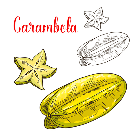 Starfruit or carambola fruit isolated sketchのイラスト素材