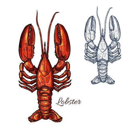 Lobster seafood animal or crayfish sketchのイラスト素材