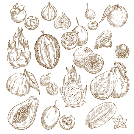 Exotic tropical fruit isolated sketch set designのイラスト素材