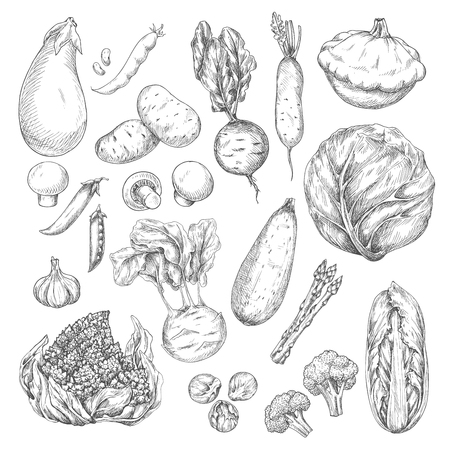 Vegetable and mushroom sketch set for food designのイラスト素材
