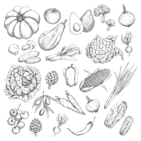 Vector sketch isolated vegetables or veggies iconsのイラスト素材