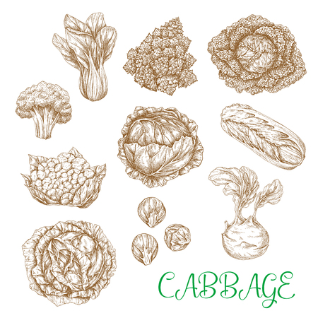 Vector sketch icons of cabbage vegetablesのイラスト素材