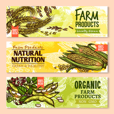 Vector banners of farm grown grain and cerealsのイラスト素材