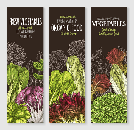 Vector banners of farm grown salads vegetablesのイラスト素材