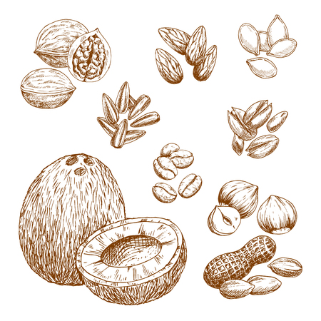 Nuts and nutrition seeds sketch vector icons of almond or pistachio, coconut, cashew or peanut and coffee beans. Isolated symbols of walnut or hazelnut, sunflower and pumpkin seeds or pine nut kernelsのイラスト素材