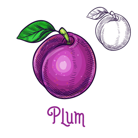 Plum fruit sketch. Vector isolated icon of fresh prune species with leaf. Sweet juicy whole plum fruit symbol for jam and juice product label or grocery store, shop and farm market designのイラスト素材
