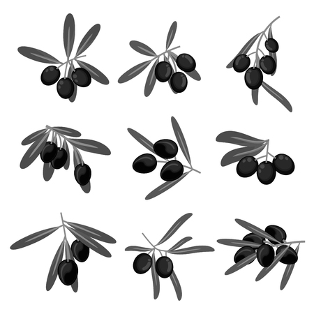 Green or black olives on branches with leaf. Olive oil template icons set of fresh olive fruits harvest for Italian cuisine ingredient, extra virgin oil label design or cosmetic product packagingのイラスト素材