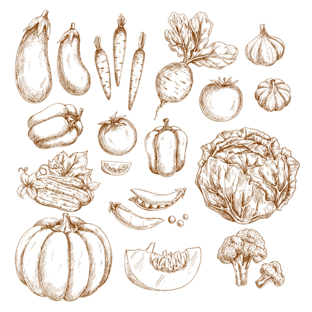 Vegetables vector sketches. Pumpkin or eggplant and organic harvest of carrot, radish or beet and tomato, vegetarian garlic, pepper or cabbage and green pea or bean, cucumber, cauliflower or broccoliのイラスト素材