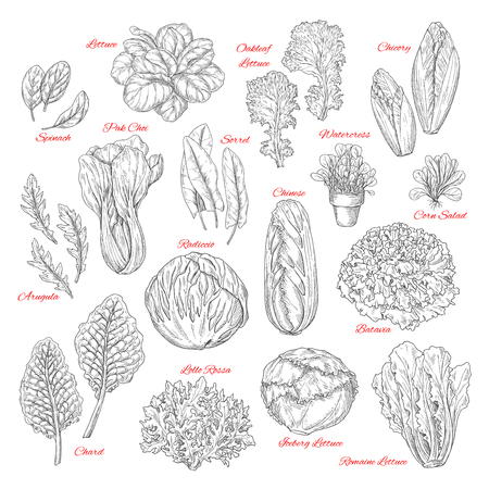 Salads and leafy vegetables vector sketches. Lettuce veggies harvest of spinach, sorrel and watercress, chinese or iceberg cabbage and lollo rossa or radiccio and farm fresh corn or oakleaf saladのイラスト素材
