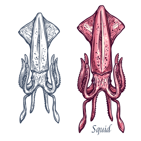 Squid sketch vector icon. Isolated ocean cuttlefish or cephalopod species. Isolated symbol for seafood restaurant sign or emblem, fishing club or fishery marketのイラスト素材