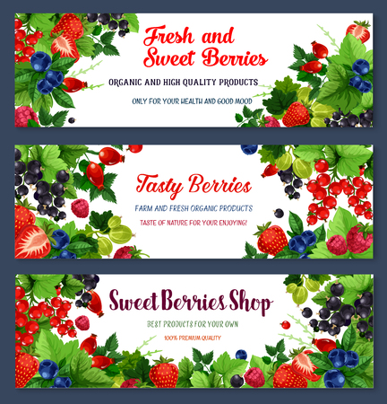 Berries banners for berry shop or farmer market. Vector harvest of blueberry and cranberry or black currant, sweet garden raspberry and juicy strawberry, briar and redcurrant or gooseberryのイラスト素材