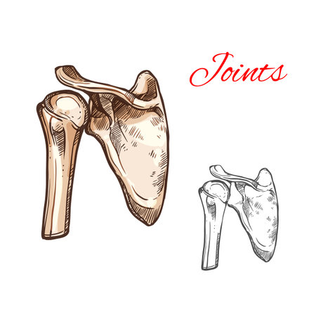Joint and bone of human shoulder isolated sketch. Anatomical illustration of skeleton part with scapula, humeral head and clavicle for medicine, healthcare, orthopedics and traumatology themes designのイラスト素材