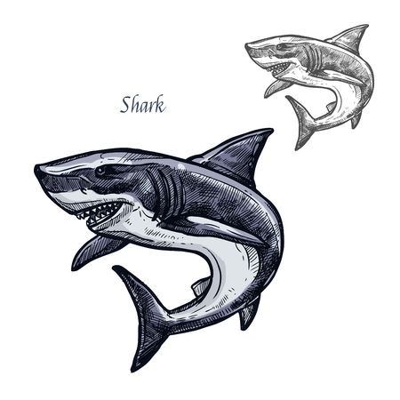 Shark fish vector isolated sketch iconのイラスト素材