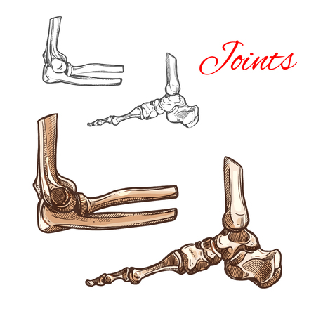 Foot, ankle, elbow bone and joint sketch. Medical anatomy of human skeleton arm and leg bones with elbow and foot joints for hospital poster, healthcare, rheumatology and orthopedics themes designのイラスト素材