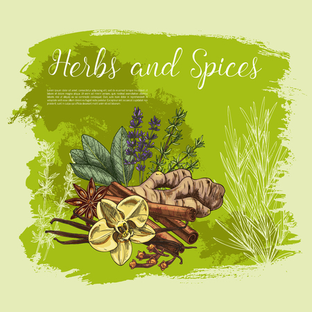 Herb and spice poster of fresh thyme, rosemary, anise star, cinnamon stick, ginger root, vanilla flower and pod, clove, sage leaf and lavender sketch. Organic farming, spice shop, healthy food designのイラスト素材