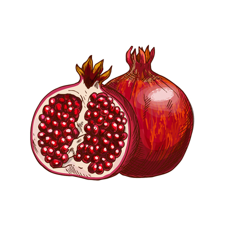 Pomegranate fruit isolated sketch. Ripe red garnet fruit with juicy seeds symbol for natural organic juice label, healthy vegetarian dessert recipe, food packaging designのイラスト素材