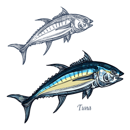 Tuna sketch vector fish icon. Isolated ocean mackerel fish species. Isolated symbol for seafood restaurant sign or emblem, fishing club or fishery marketのイラスト素材