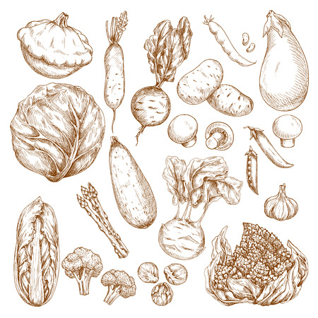 Sketch isolated vegetables vector icons setのイラスト素材