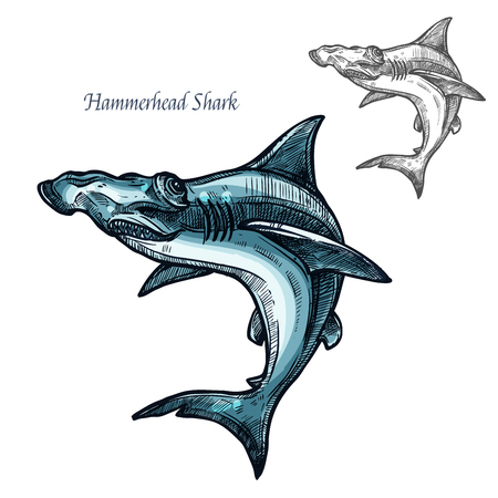 Hammerhead shark sketch vector fish icon. Isolated ocean predatory winghead shark fish species. Isolated fauna and zoology symbol or emblem for fishing club or fishery marketのイラスト素材