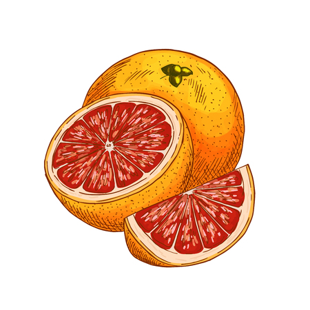 Red orange fruit vector sketch isolated iconのイラスト素材