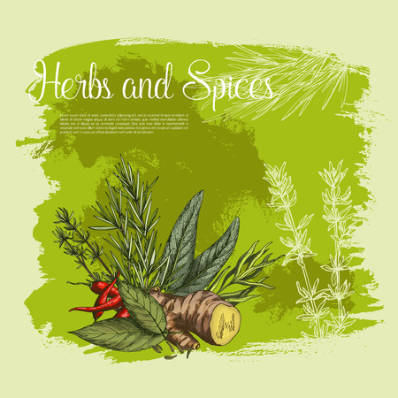 Vector spices and herbs seasonings posterのイラスト素材