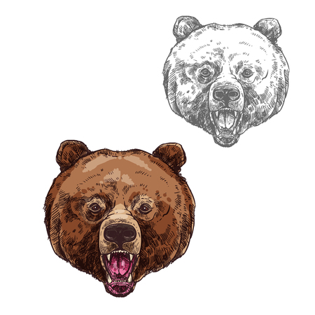 Bear isolated sketch with head of wild grizzlyのイラスト素材