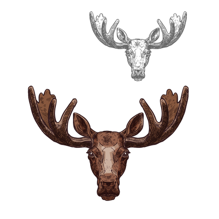 Moose or elk wild animal head isolated sketchのイラスト素材