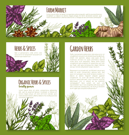Templates for spice and herbs marketのイラスト素材