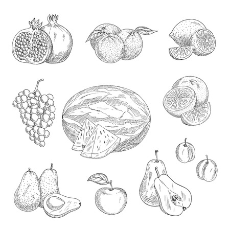 Fruits sketch icons. Vector isolated set of apple, garnet or pomegranate and pear, orange or lime citrus and grape, watermelon and tropical exotic avocado, peach or apricot and plum farmer harvestのイラスト素材