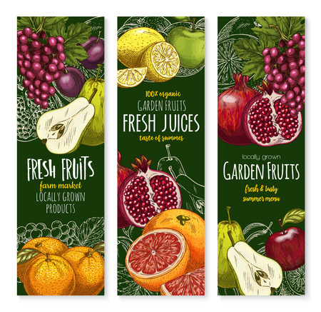 Vector sketch banners of tropical exotic fruitsのイラスト素材