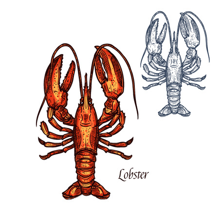 Lobster seafood vector isolated sketch iconのイラスト素材