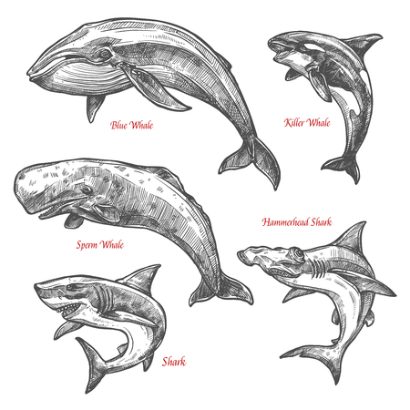 A Giant sea animals shark whales vector sketch icons on a plain background.