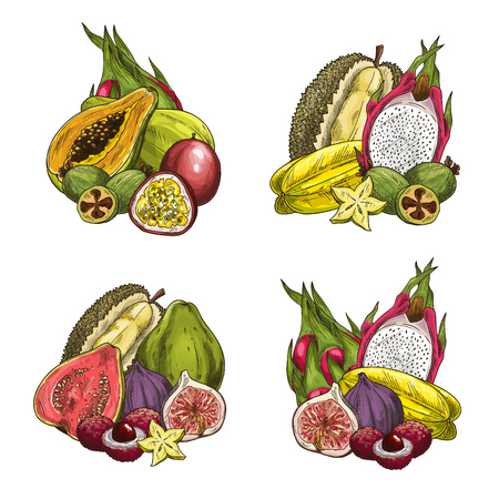 Vector exotic fresh tropical fruitsのイラスト素材