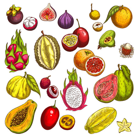 Vector sketch icons of tropical exotic fruitsのイラスト素材