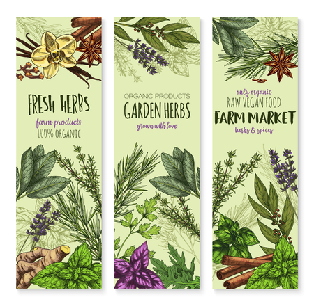 Herbs and spices vector banners. Sketch set of cinnamon, basil or oregano leaf for salad dressing, onion leek and spicy rosemary, aroma peppermint or lavender and lemongrass with tarragon and arugula.のイラスト素材