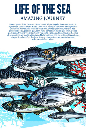 Vector poster of sea fish sketch ocean fishes lifeのイラスト素材