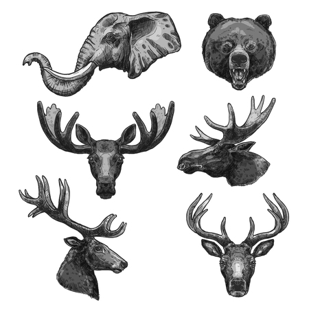 Vector sketch icons of wild animals headsのイラスト素材