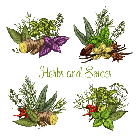 Vector spices and herbs seasonings sketchのイラスト素材