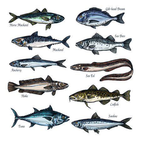 Fish, seafood sketch set with sea, ocean animalのイラスト素材