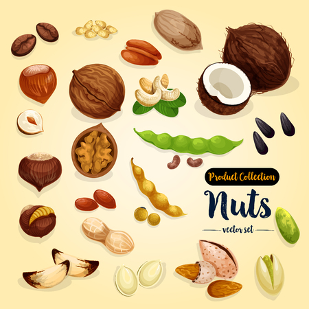 Nut, bean and seed vector set, superfood designのイラスト素材