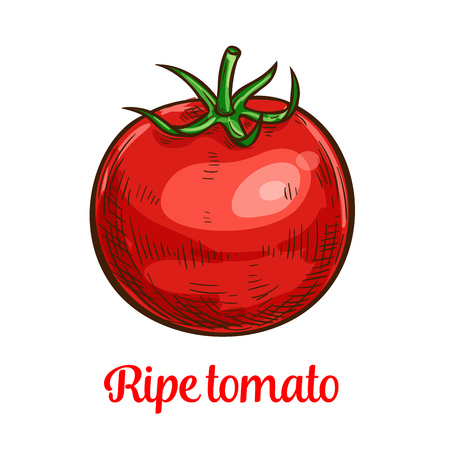 Tomato vegetable sketch of organic natural veggiesのイラスト素材