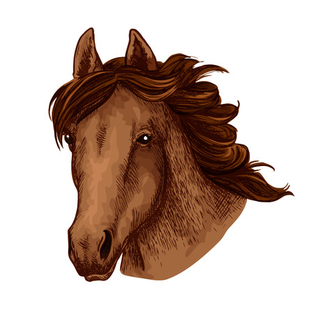 Horse head or wild brown mustang animal muzzle sketch icons for sport team mascot. Vector isolated mare or stallion with waving mane for equestrian contest or horse races and exhibitionのイラスト素材