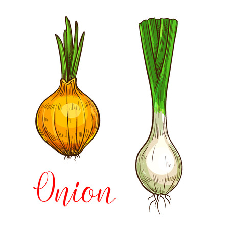 Onion leek sketch icon. Vector isolated symbol of fresh garlic, scallion or farm grown vegetarian shallot and chives vegetable root and sprout for veggie salad or grocery store and market designのイラスト素材